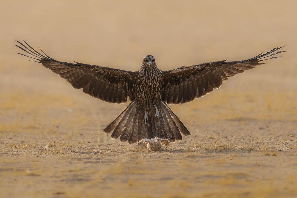 Photograph by Ahmed Sobhi