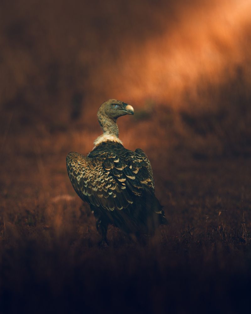 Photograph by Ahmed Sobhi