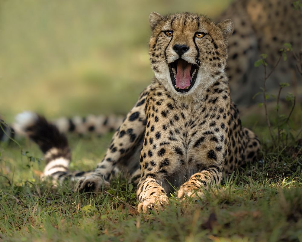 Photograph by Ahmed Sobhi