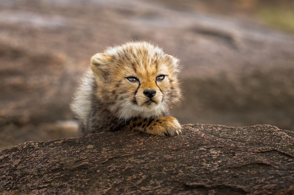 Photograph by Ahmed Sobhi