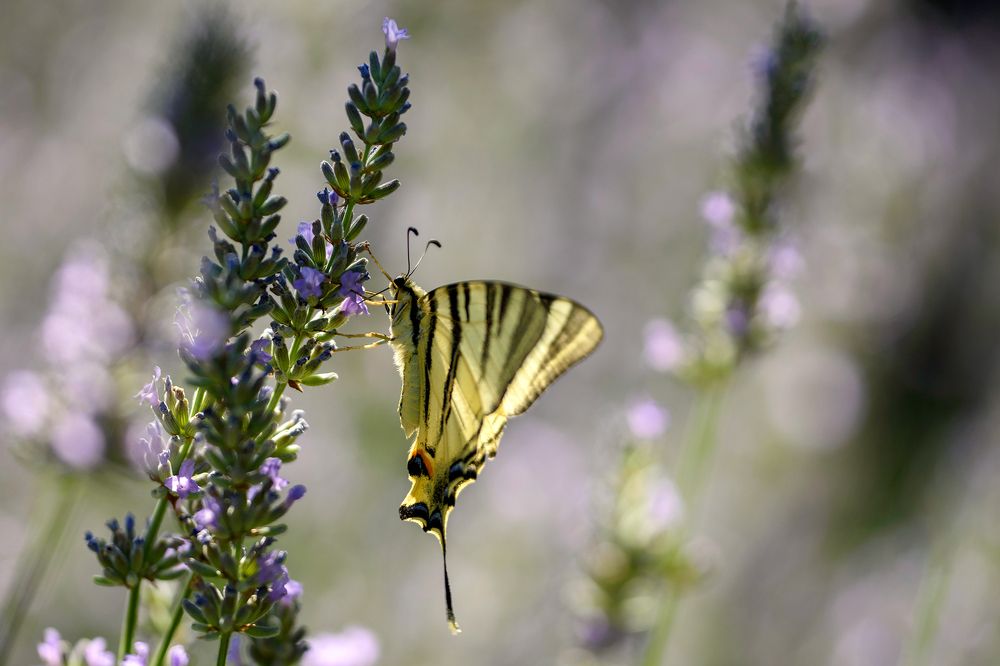 Лястовича опашка