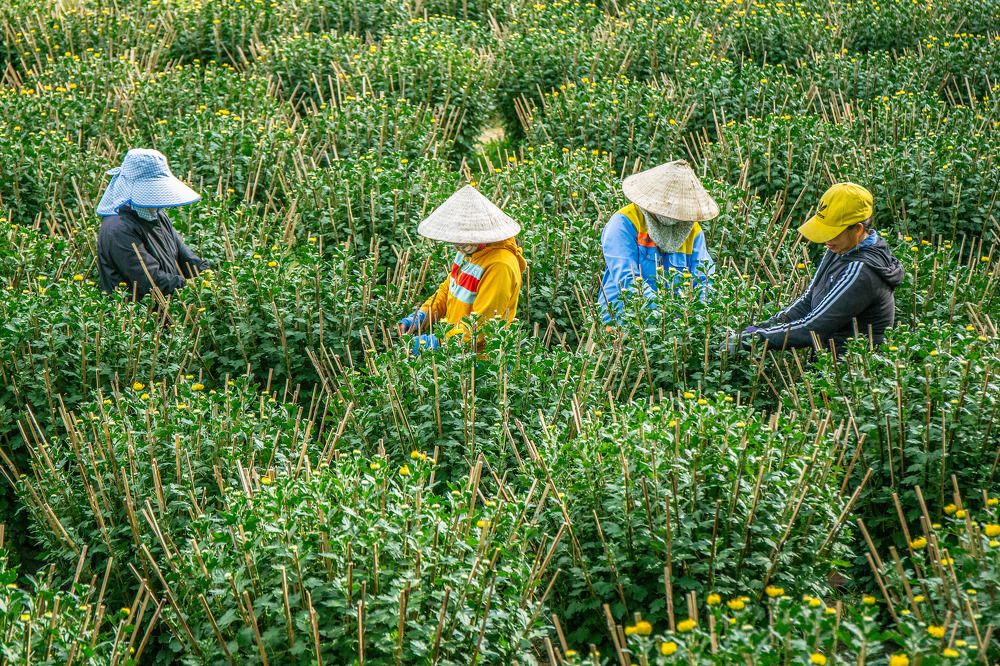 Nha Vuon Ngay Xuan