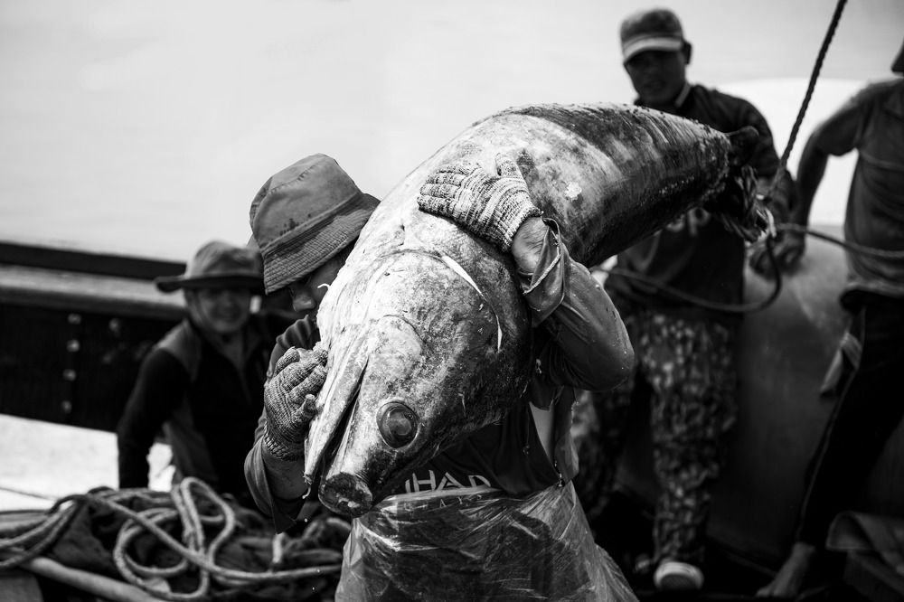 The Man and the Tuna