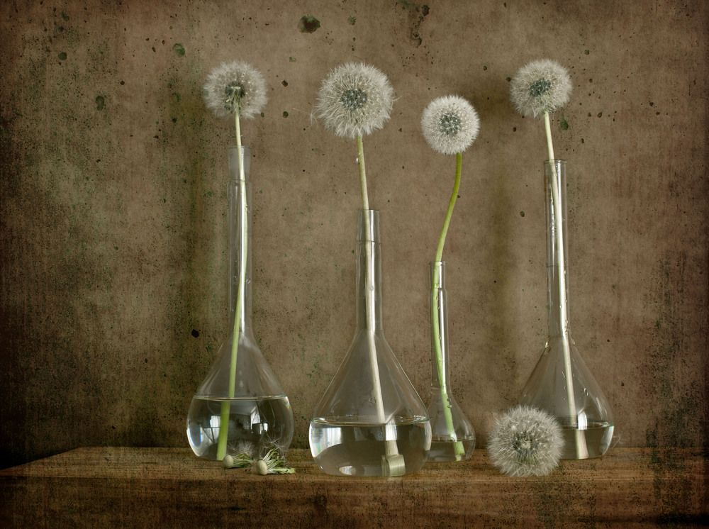 Фотография автора Анна Тихомирова