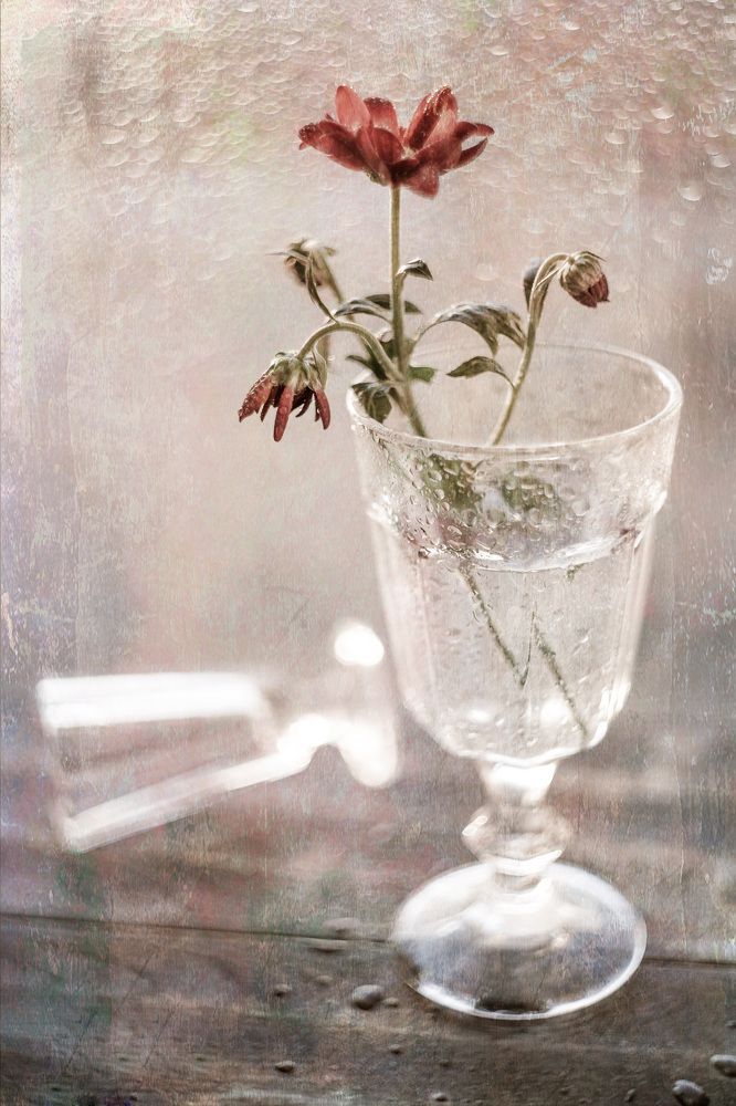 Фотография автора Анна Тихомирова