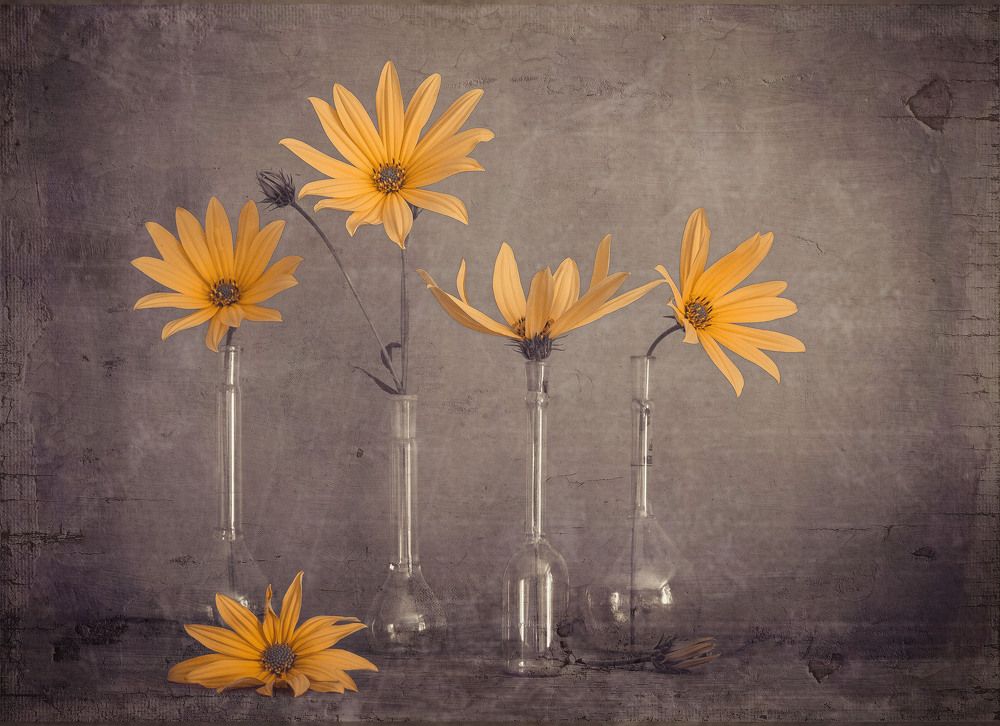 Фотография автора Анна Тихомирова