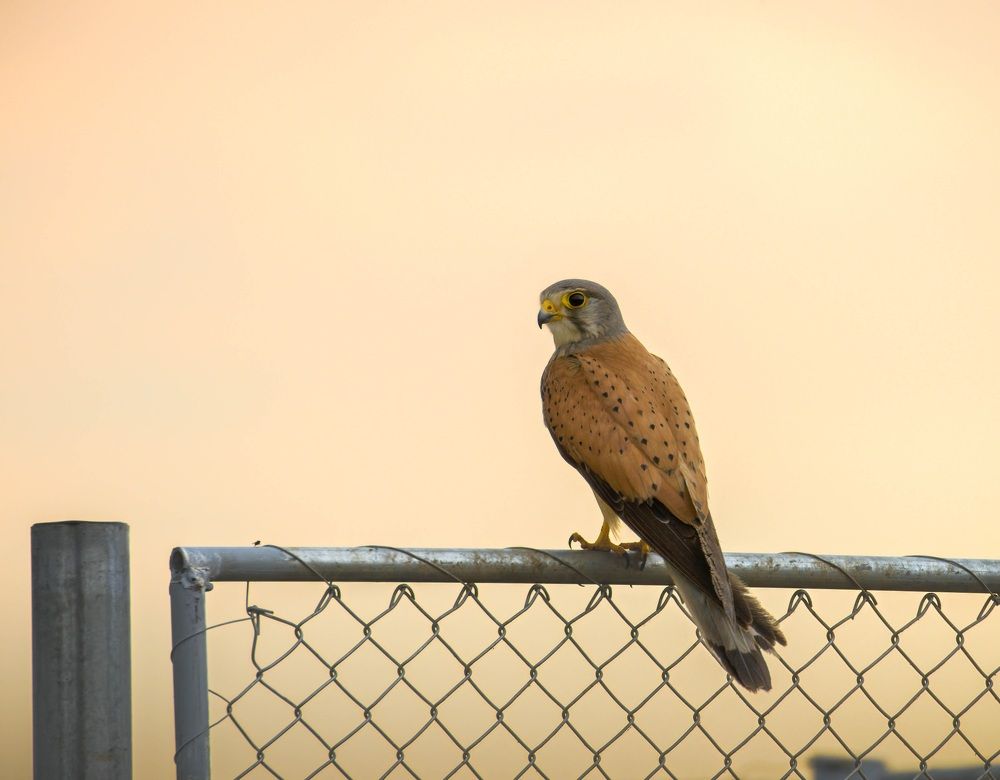 Фотография автора Sebastian Popa