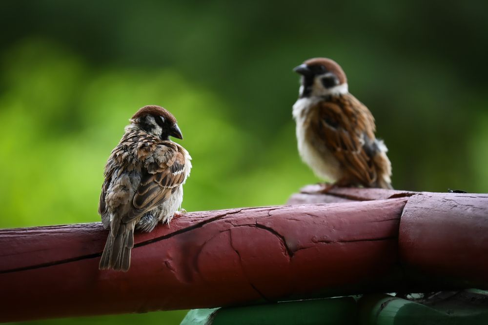 Photograph by Kim Kio