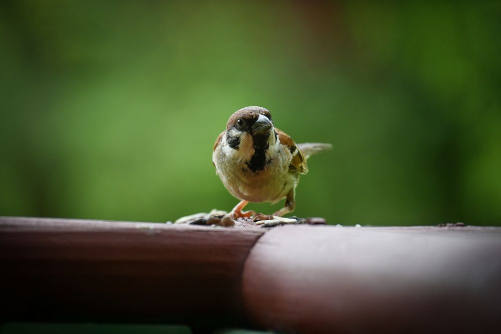 Photograph by Kim Kio