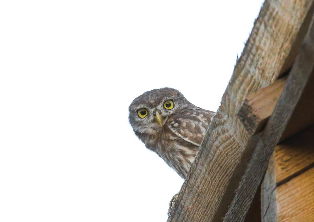 Фотография автора Sebastian Popa