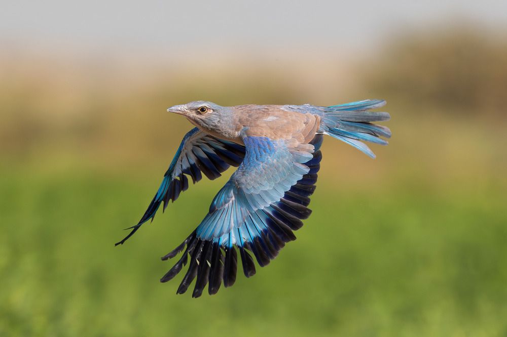 Photograph by Vida Shams