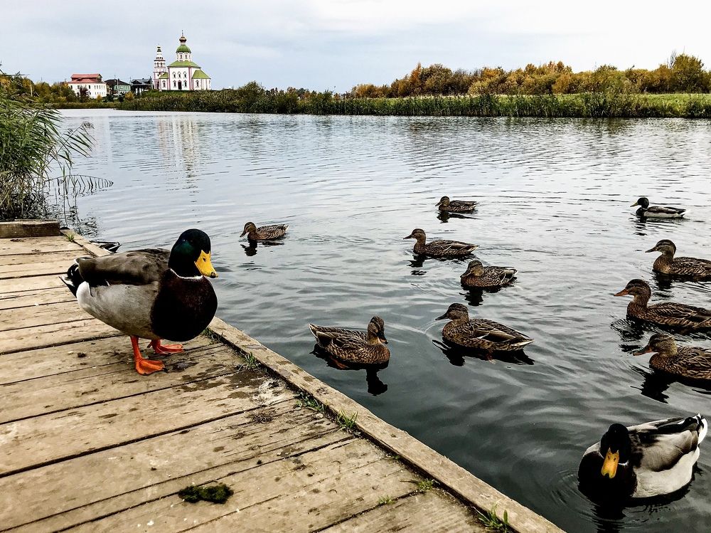 Photograph by Татьяна Зенина