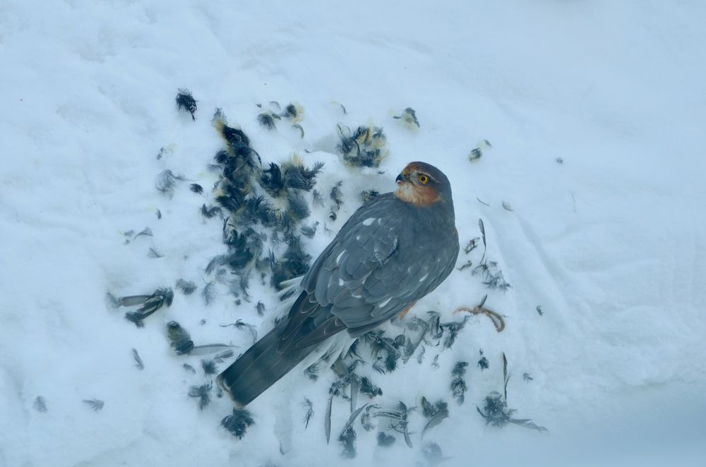 Photograph by Галина Карманова