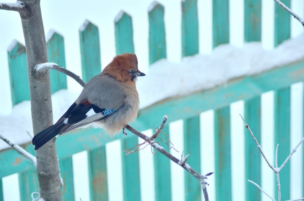 Photograph by Галина Карманова