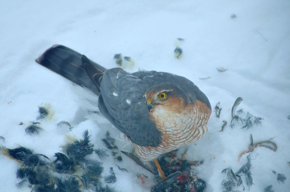 Photograph by Галина Карманова