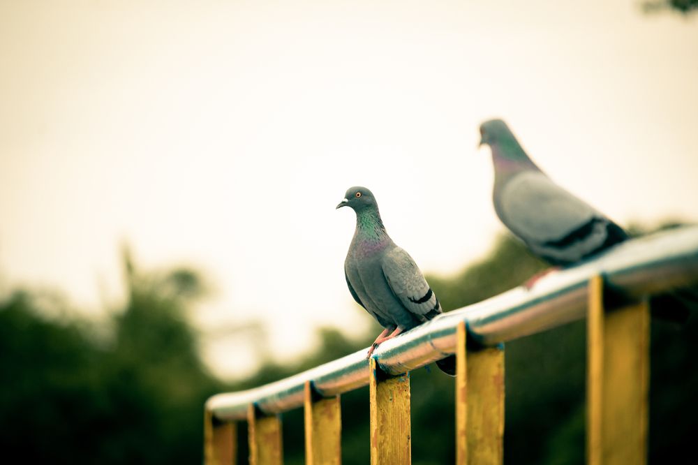 Photograph by Hashin Maharambage