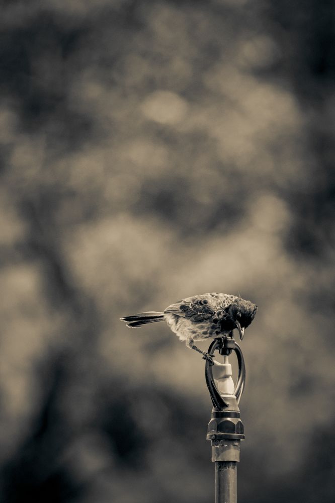 Photograph by Hashin Maharambage