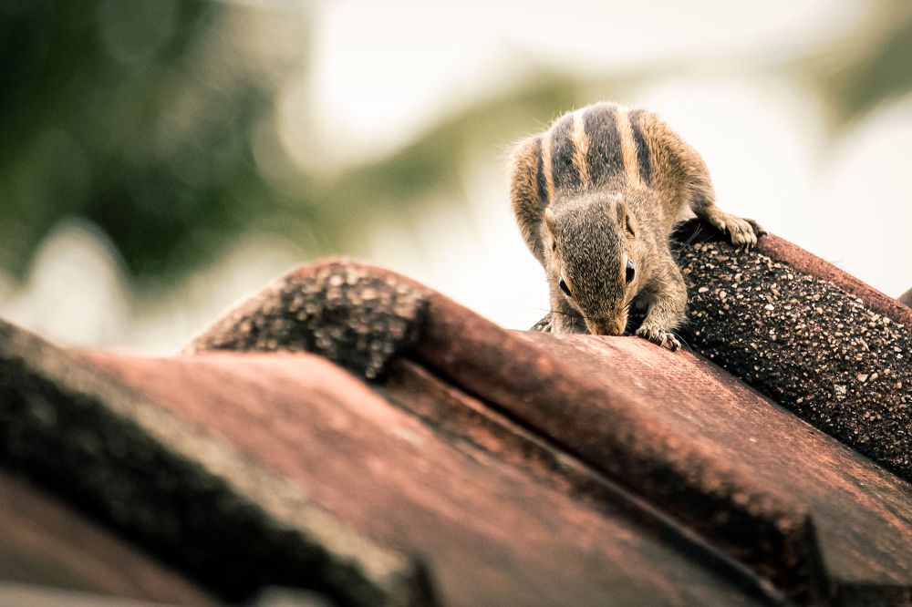 Photograph by Hashin Maharambage