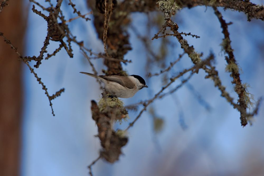 Фотография автора Сергей Чесноков