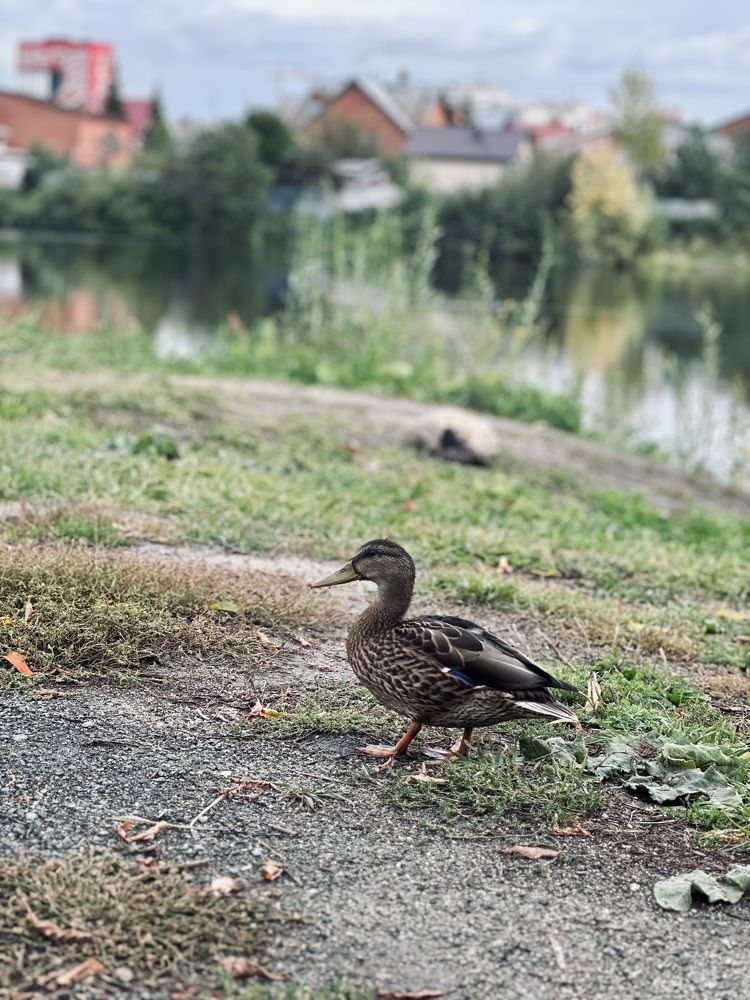 Photograph by Лазарева Анна Игоревна