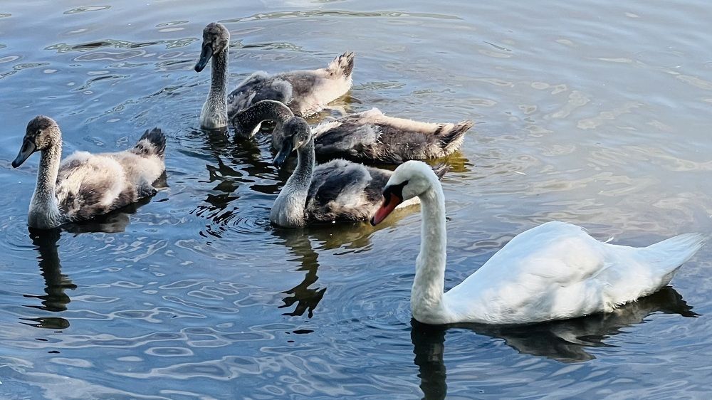 Фотография автора Геннадий Горелов