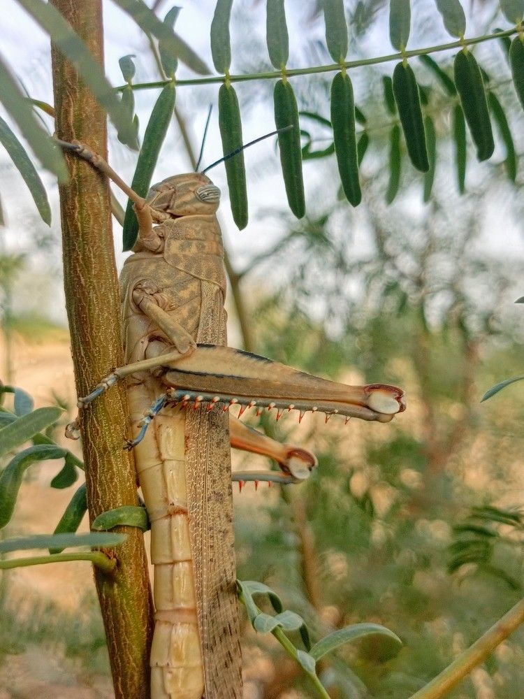 Photograph by Abdul Ghani