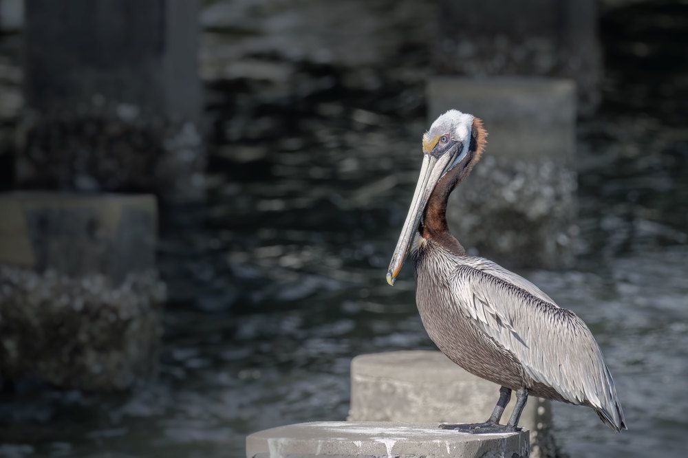 Фотография автора Erik Nelson