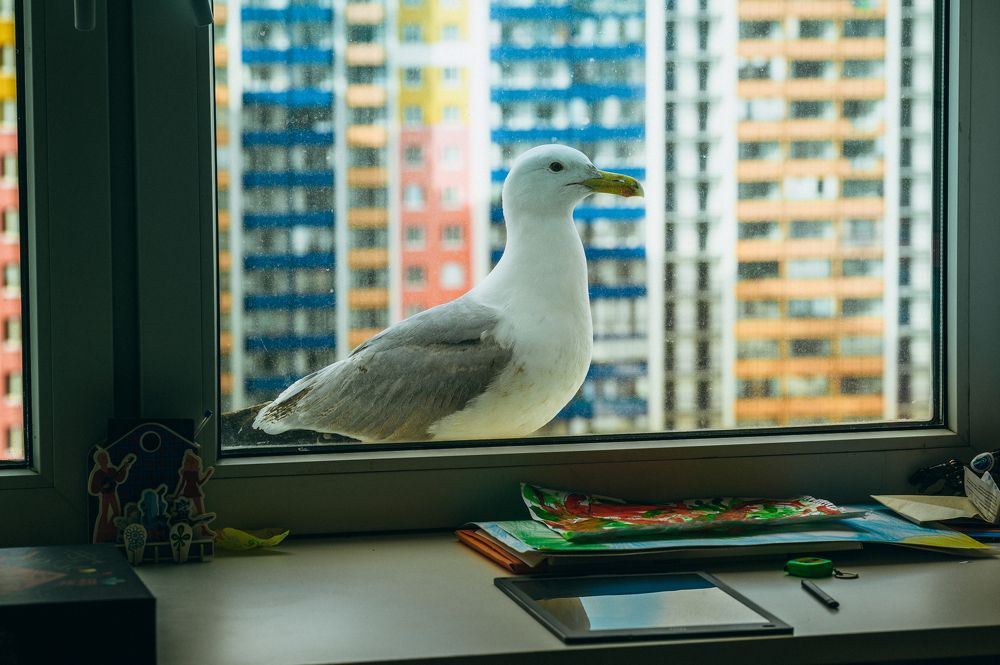 Photograph by Елена Аверина