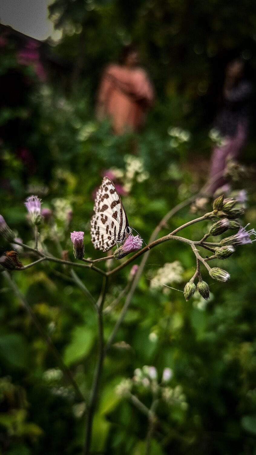 LIFE- No matter in what form is beautiful.