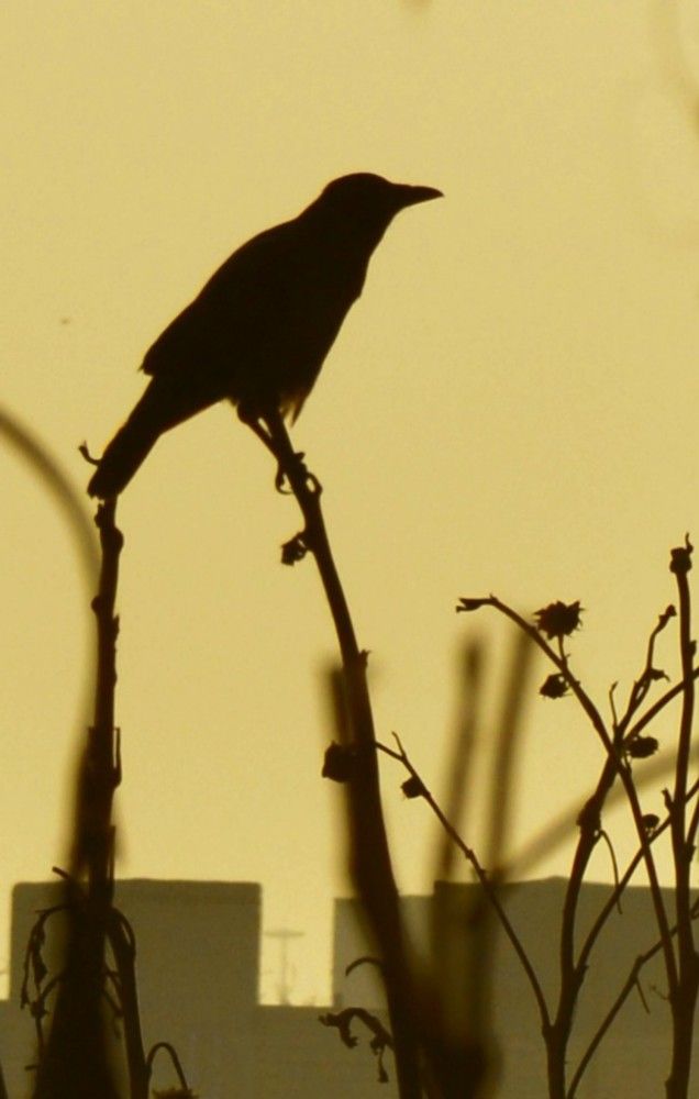 Photograph by HAMID R. ABADEH