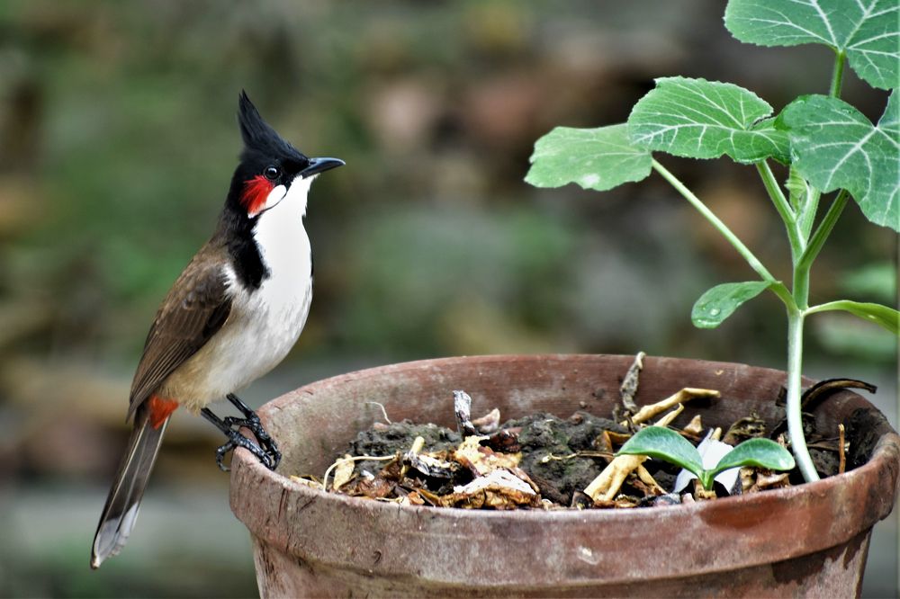 Photograph by Kamal Bhattacharjya