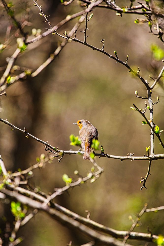 Photograph by Siamak Sabet