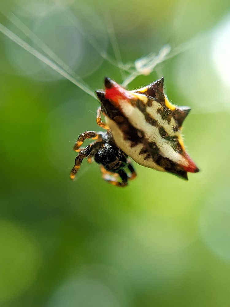 Gasteracantha fornicata
