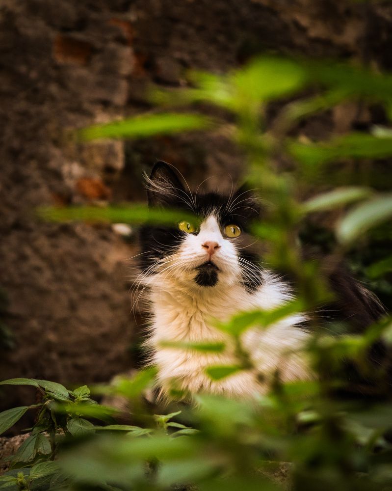 Фотография автора mehmet aksoy