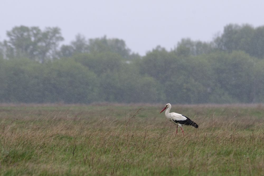 Photograph by Егор Кочергин