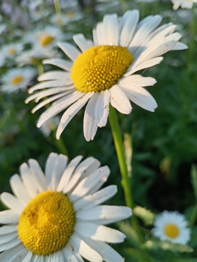 Photograph by Наталья Сырых