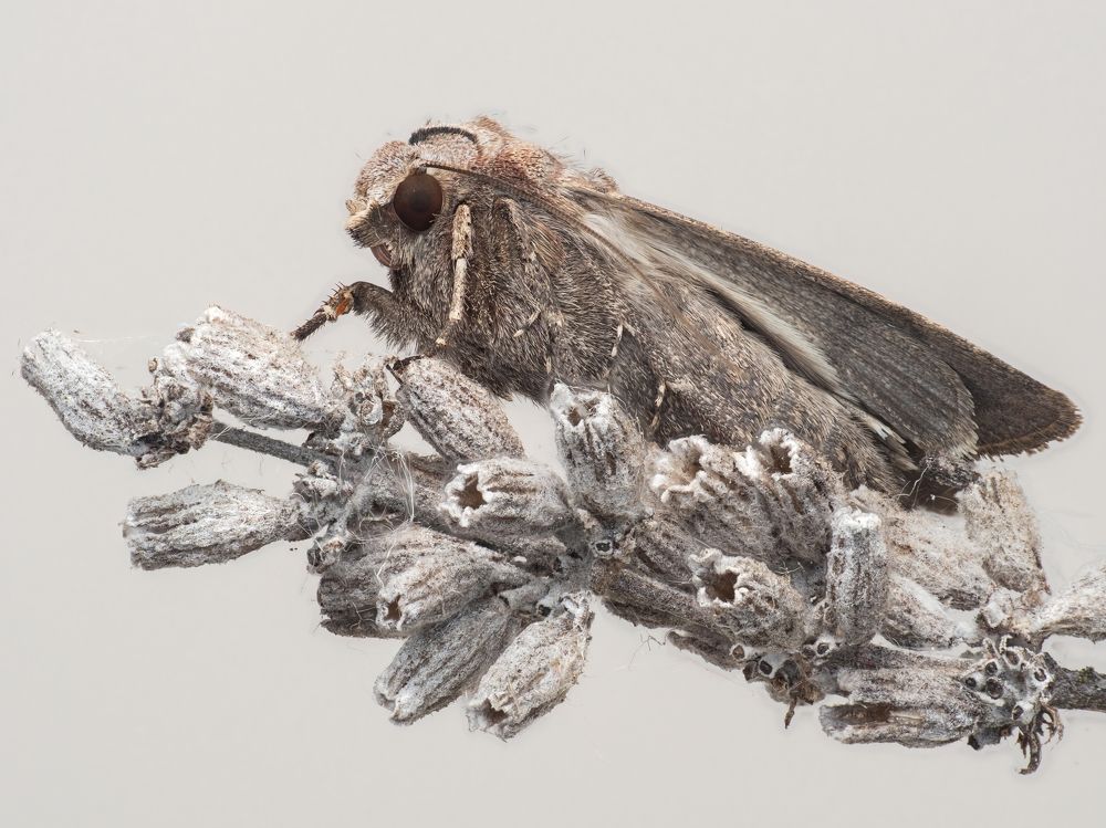 Agrotis exclamationis (Linnaeus, 1758)