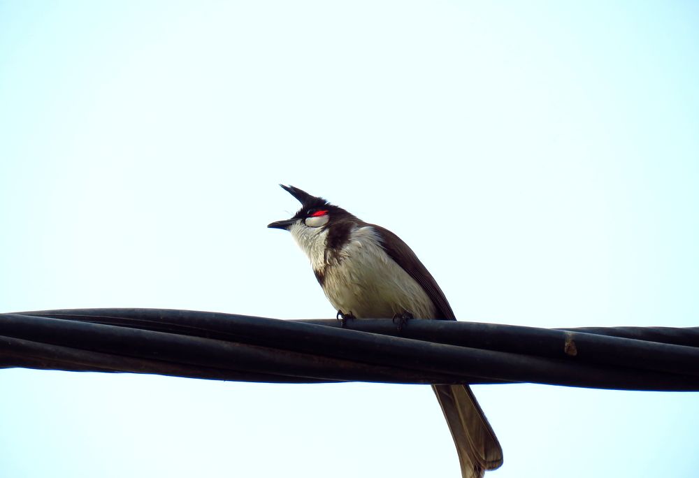 Cute bird atop telecom lines