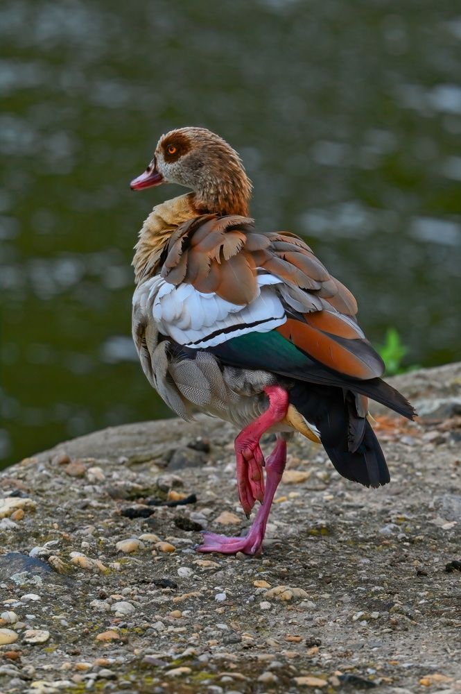 Photograph by Jiří Muller