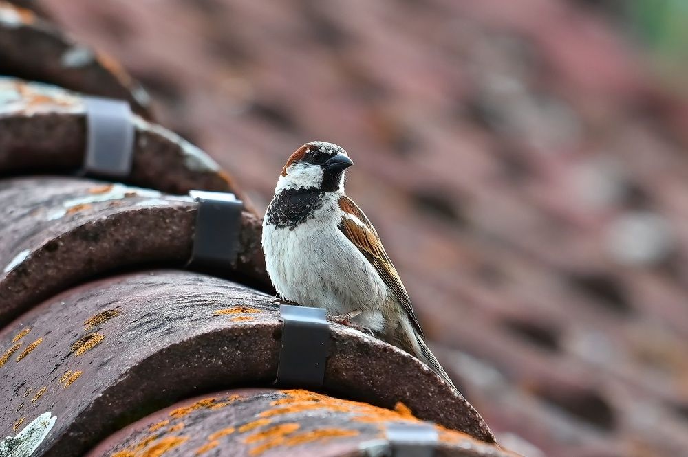 Photograph by Jiří Muller