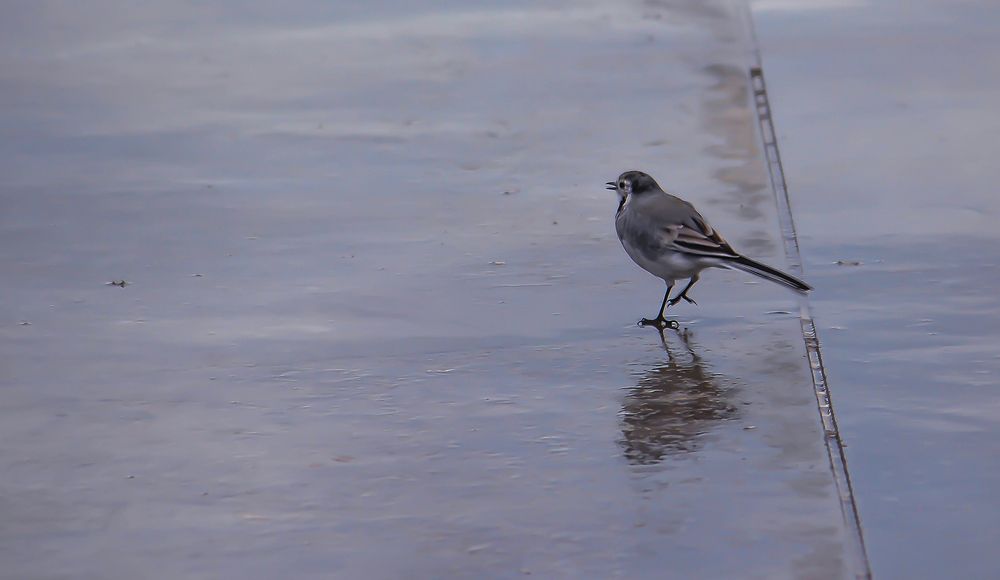 Photograph by zaid alwattar