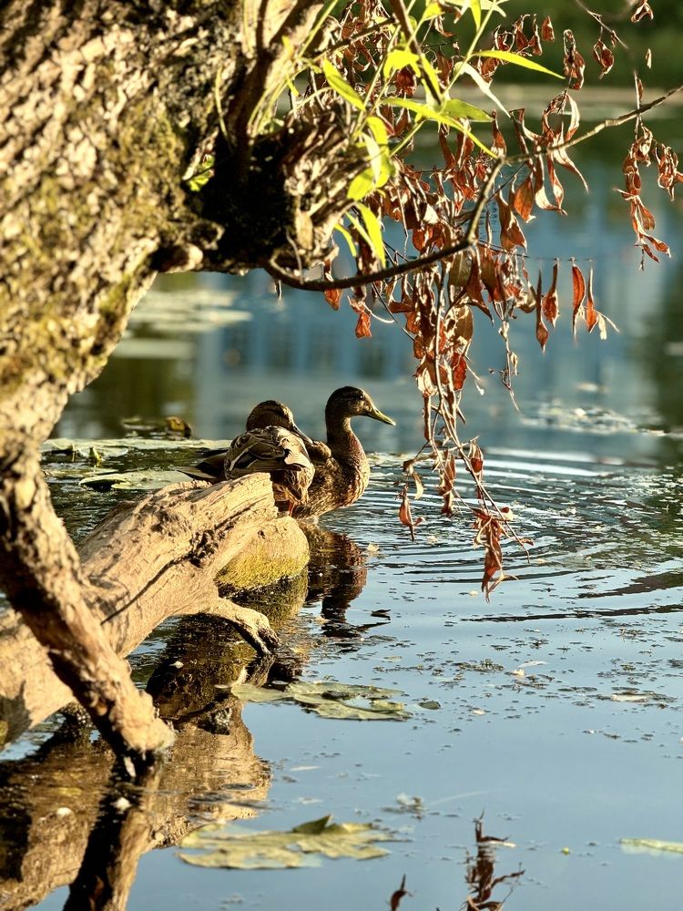 Photograph by Елена Карпухно