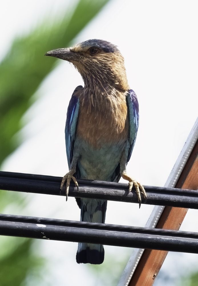 Photograph by HEMAMALI GUNASEKARA
