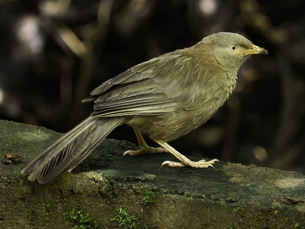 Photograph by HEMAMALI GUNASEKARA