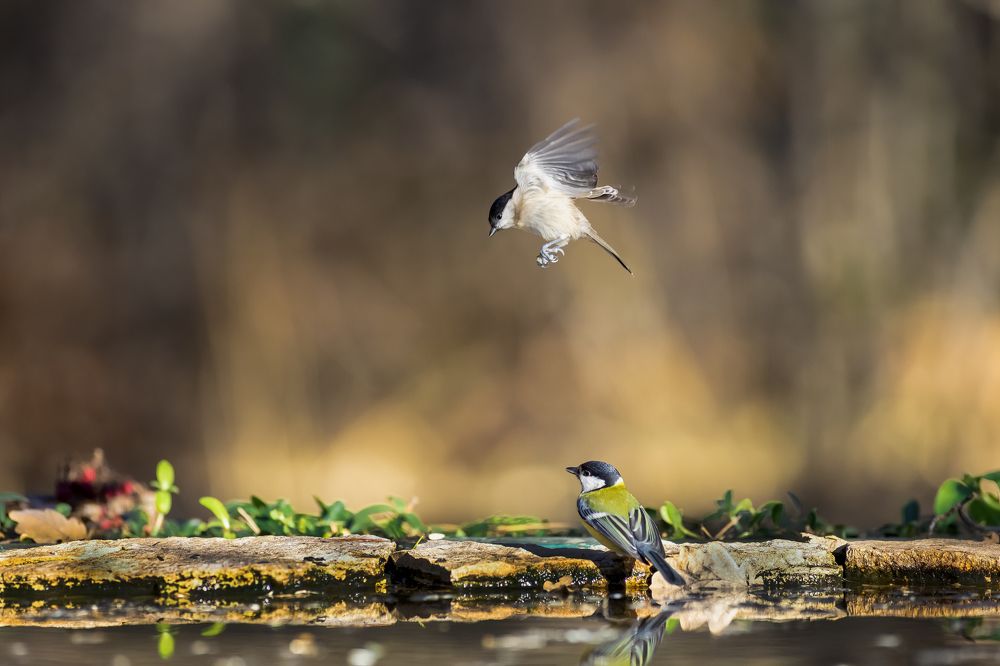 Фотография автора Simone Iaria