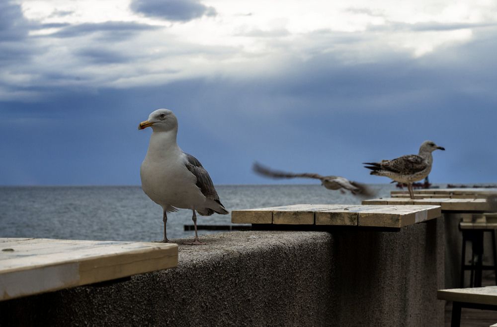 Photograph by Елена Аверина