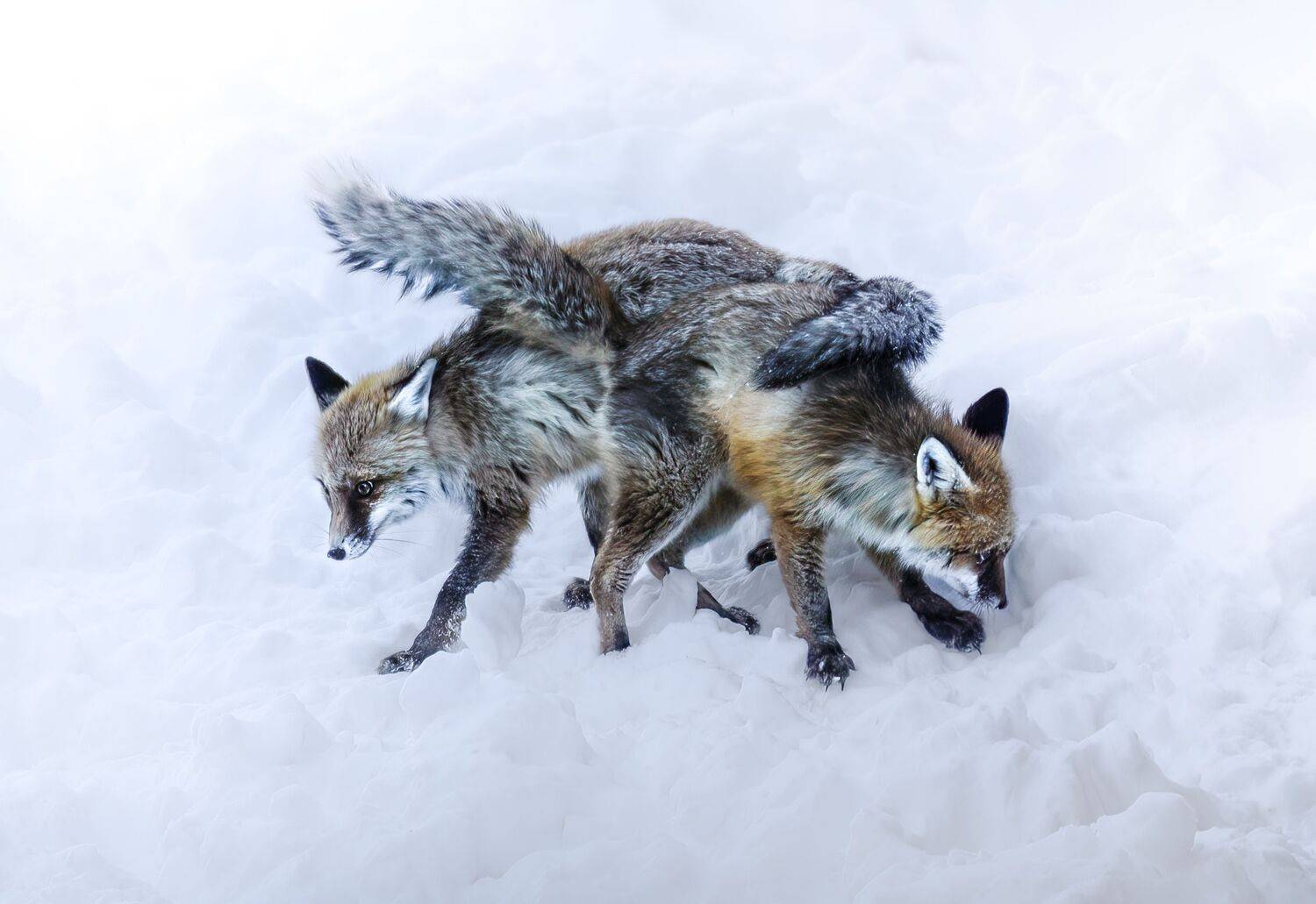 Фотография #10835348