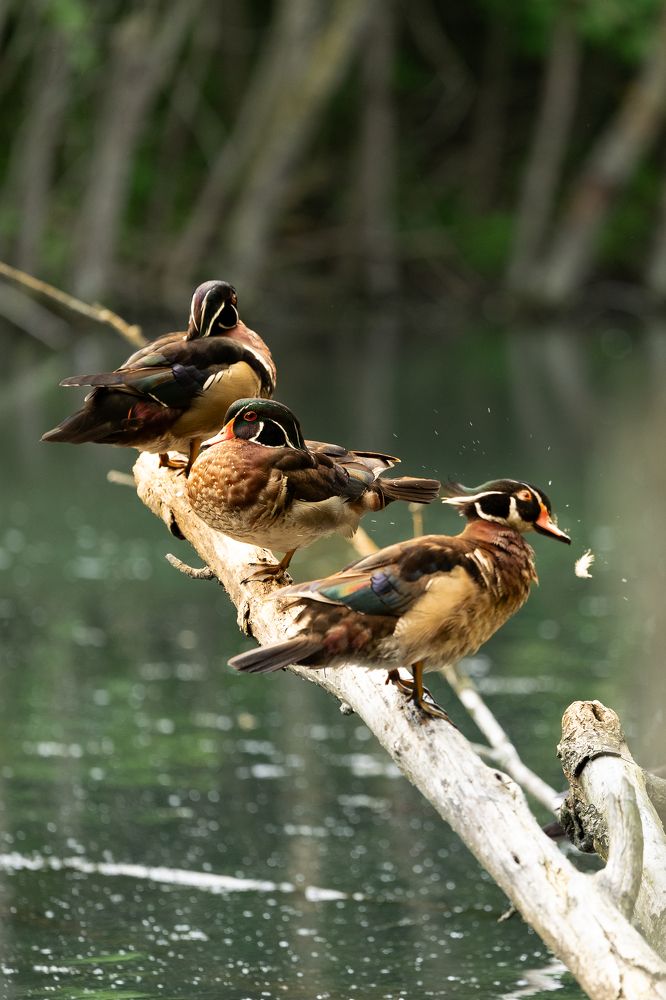 Photograph by Карина Онисенко