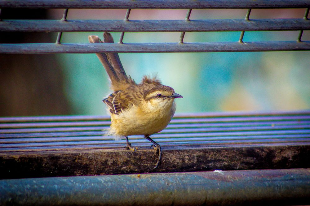 Bird in a dirty park.