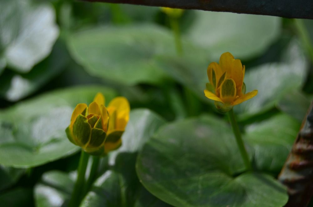 Фотография автора Антонина Клементьева